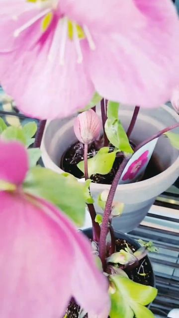 Helleborus Niger Sifra general knowledge# Hellebores# Shorts смотреть онлайн