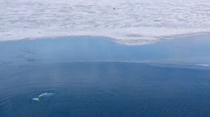 Северо Ледовитый океан и его жители. Белуха.