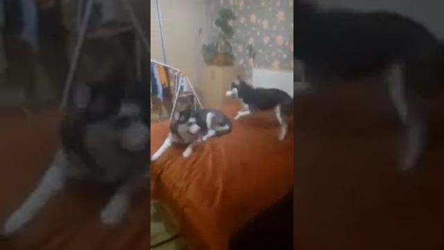 Как хаски Новый Год отмечали... смотреть онлайн