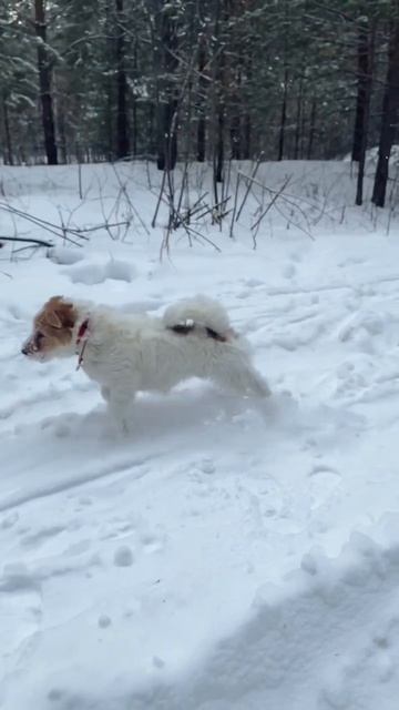 Мой Супер Билл🐶 #джекрассел #джекрасселтерьер #собака #собаки #животные #саянск #зима #сибирь #снег смотреть онлайн
