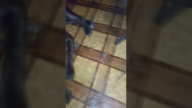 Бача и её вторая утиная голова смотреть онлайн