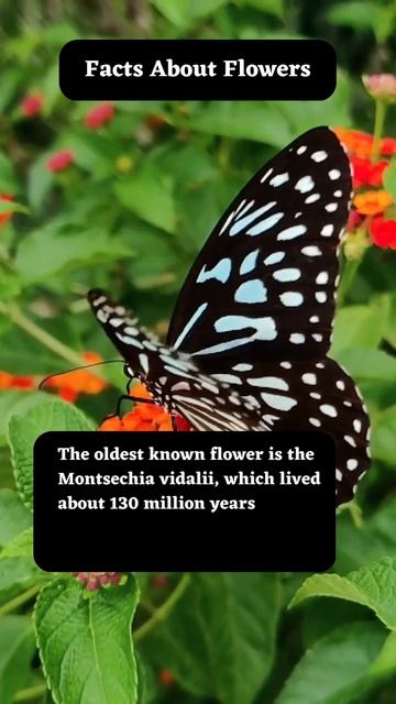 #flowers #facts #short #shorts смотреть онлайн