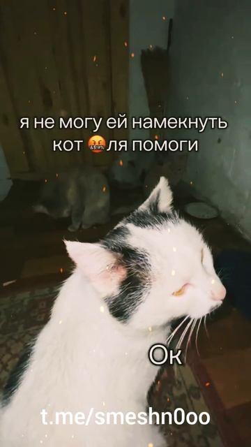 Смешные видео