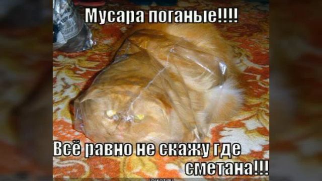 смешные котята и кошки смотреть онлайн