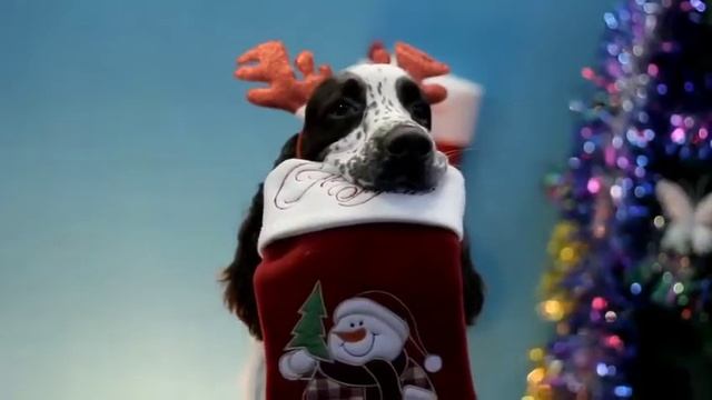 Шоу дрессированных собак от DogPide! смотреть онлайн