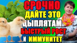 Срочно дайте это цыплятам. Быстрый рост и иммунитет обеспечен.