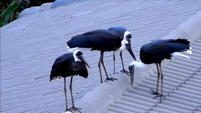 White necked stork (Ciconia episcopus) social interactions and dance смотреть онлайн