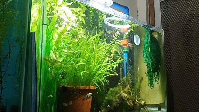 How to Kill Hydra смотреть онлайн