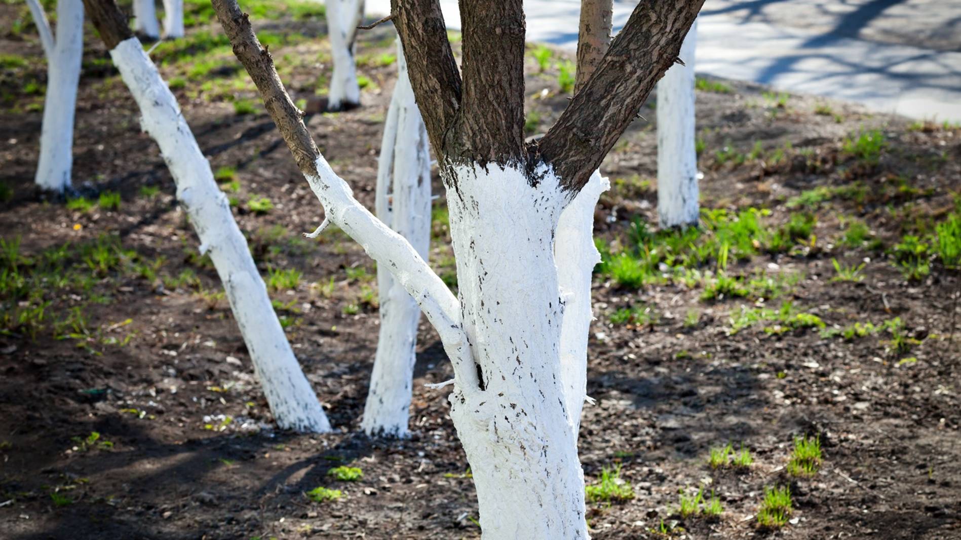 Зачем нужна побелка деревьев весной? Чем я побелила деревья. смотреть онлайн