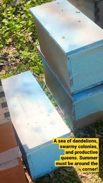 My bees are swarming already!! #beekeeping смотреть онлайн