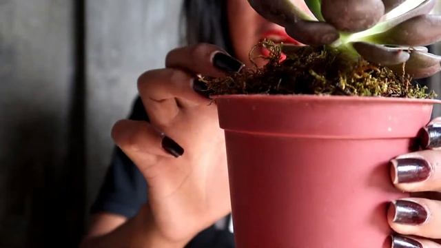Paano Magparami Ng Tree Aeonium Succulents (How To Propagate Tree Aeonium) смотреть онлайн
