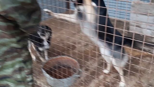 8 марта 2023 г  Навещаем питомцев приюта 