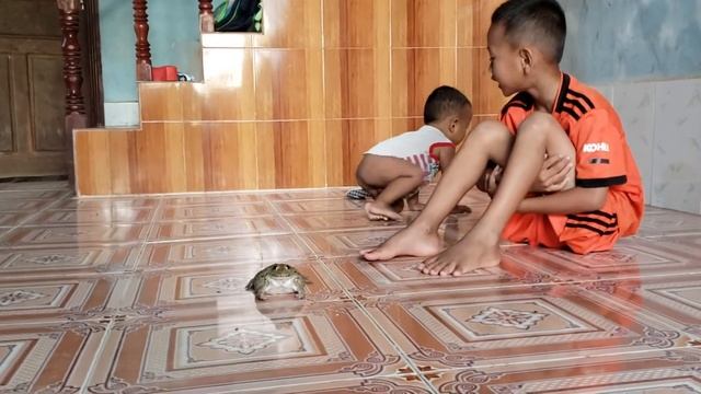 Field Frog Enter My House