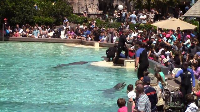 Dolphin Playtime- final day at SeaWorld San Diego 4-16-16 смотреть онлайн