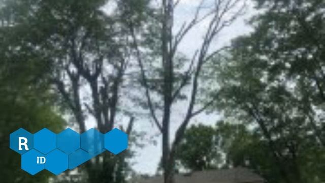 JMC Tree Services Lllc смотреть онлайн