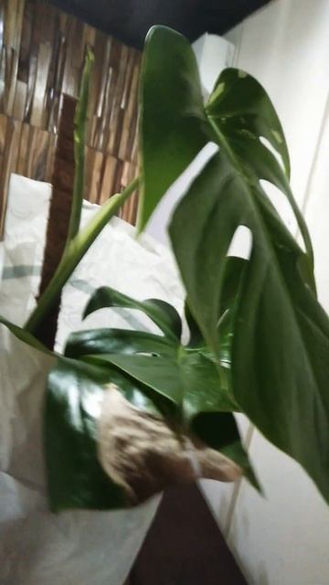 Unboxing Monstera Varigata смотреть онлайн