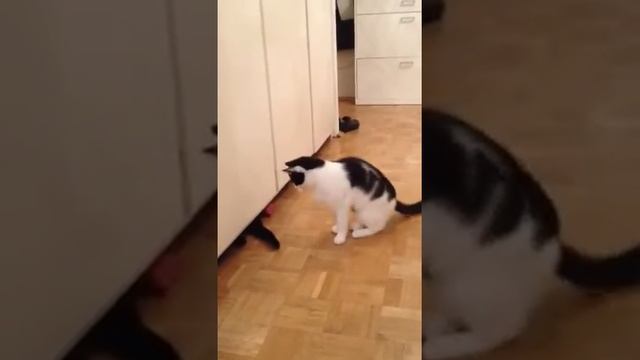 Страшная черная лапа смотреть онлайн