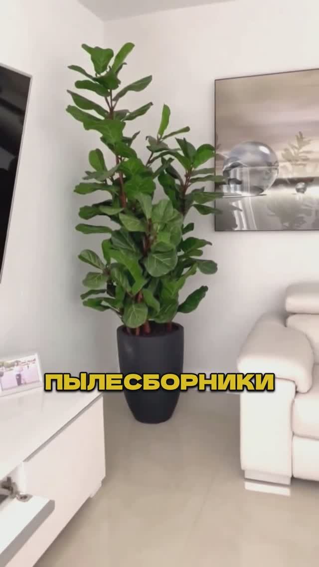 Цветы Которые Собирают Миллионы Но Не Из-за Того Что Ты Думаешь! 🌿💣#цветы смотреть онлайн