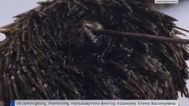 В выборгском водоеме обнаружили морских ежей (21 июня 2018 года) смотреть онлайн