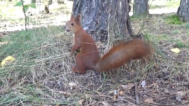 Кормим белок смотреть онлайн