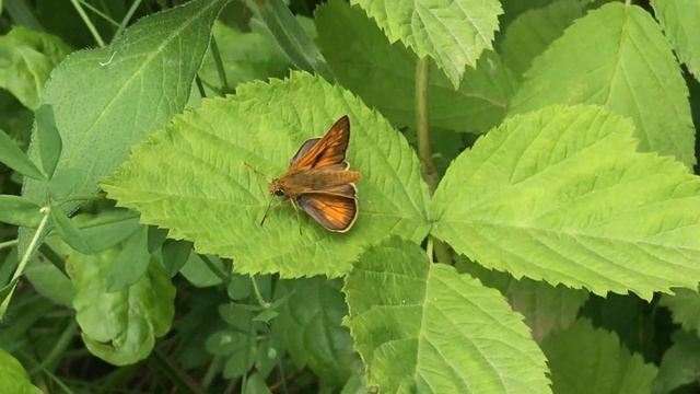 シルウァヌスコキマダラセセリOchlodes Sylvanus (Large Skipper) 2024/06/26 Col De La Lombarde 1150m France