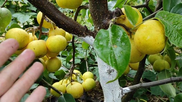 Груша "Чоюро" ( Chojuro) смотреть онлайн