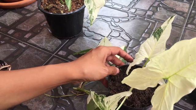 เงินไหลมาด่างขาว Syngonium Podophyllum Veriegeted ขยายพันธ์ง่าย ไม้กระแส ไม้มงคลปลูกแล้วรวย смотреть онлайн