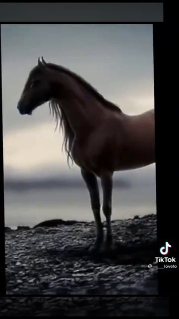 ЛОШАДИ ЭТО ЧУДО!!! ЛЮБИТЕ ЛОШАДЕЙ смотреть онлайн