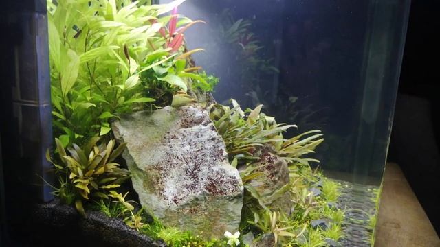 Dennerle 55l Scapers Tank Aquascaping
