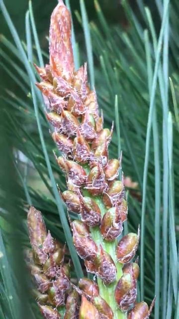Monterey pine - flower buds, twigs & leaves - December 2019 смотреть онлайн