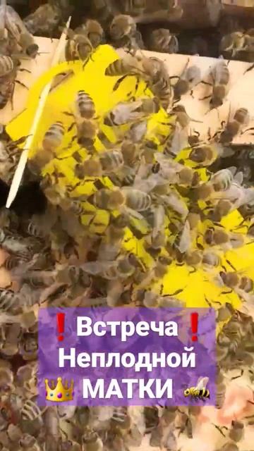 ❗Пчёлы встречают неплодную матку #пчеловодство #пасека #пчелы #матководство #мёд смотреть онлайн
