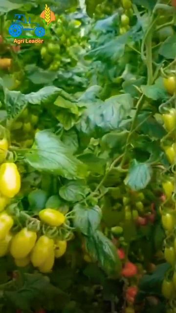 Amazing Tomato Field смотреть онлайн