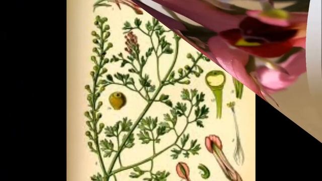 Fumaria officinalis смотреть онлайн