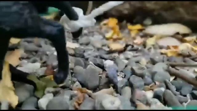 Warren Zevon - Werewolves Of London