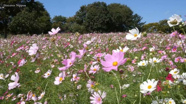 ［4k］ Cosmos Flowers 昭和記念公園のコスモス Showa Memorial Park in Tokyo 東京観光 花の名所 花見頃 смотреть онлайн