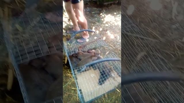 Покупка кроликов для разведения ! смотреть онлайн