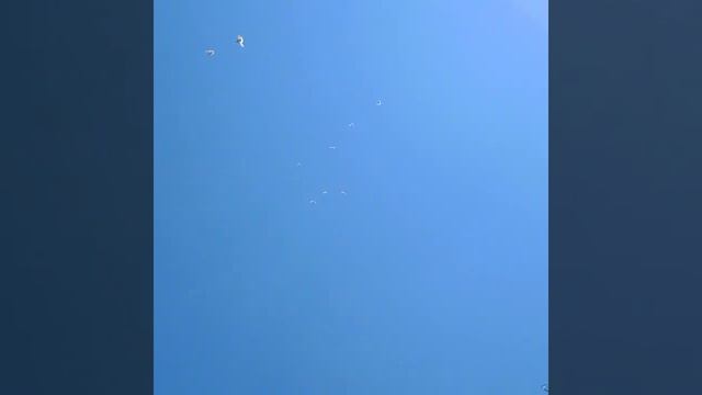 Голуби Хасана Алматы! Вацап.+77017312696. (Бусый пискун 2021г. Разыгрывается) 13.05.2021г. смотреть онлайн