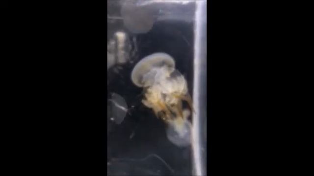 Flame jellyfish Rhopilema esculentum смотреть онлайн