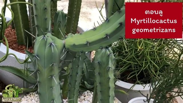 ปลูกแบบ แดด100ฝน100 กระบองเพชรและไม้อวบน้ำ |MookCactus смотреть онлайн