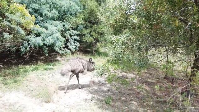 Australian emu 👍(high country) #wildlife #emu #australia #dronevideo смотреть онлайн