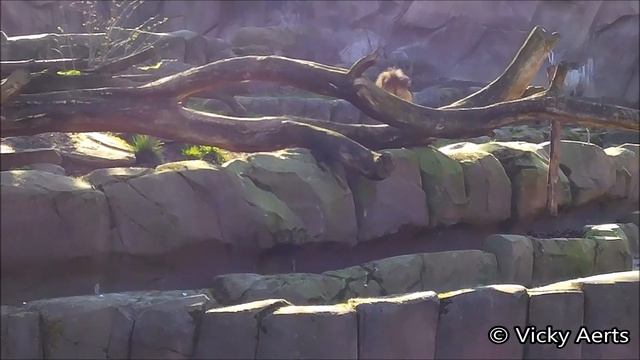 Leeuw Nestor / Male Lion Nestor : Zoo Antwerpen 2019