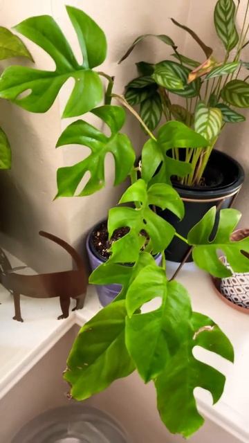 Mini Monstera (Costilla De Adán) #amorporlasplantas смотреть онлайн