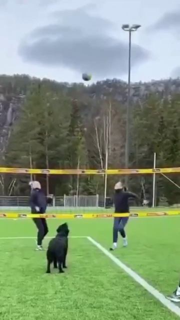 Хозяин, давай их обыграем!