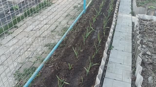 НАЧАЛО ОГОРОДНЫХ ДЕЛ