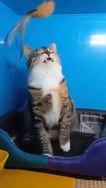 19 04 Кошка Антошка ищет дом! #cat #kitten #catlover смотреть онлайн