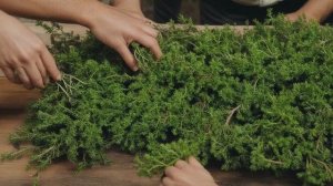 Как размножить можжевельник черенками и отводками в домашних условиях - Деревья