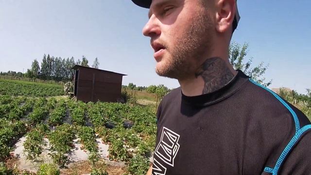Які сорта полуниці я мав за 7 років продаж?/Продаж полуниці на Поліссі/Вирощування полуниці