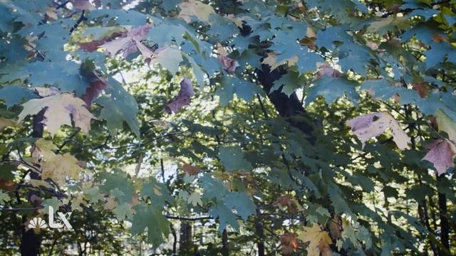 Climate Change Is Stalling the Process That Makes Leaves Change Color in the Fall смотреть онлайн