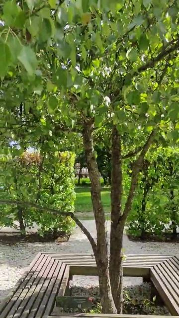 #Shorts груша обыкновенная смотреть онлайн