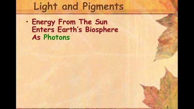 Section 8-2 Photosynthesis: An Overview